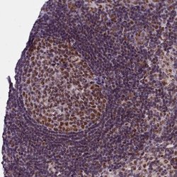 Invitrogen PPHLN1 Polyclonal Antibody 100 &mu;L; Unconjugated:Antibodies,