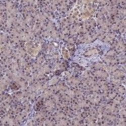 Invitrogen PPHLN1 Polyclonal Antibody 100 &mu;L; Unconjugated:Antibodies,