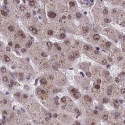 Invitrogen PPHLN1 Polyclonal Antibody 100 &mu;L; Unconjugated:Antibodies,
