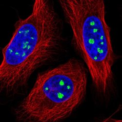 Invitrogen FAM48A Polyclonal Antibody 100 &mu;L; Unconjugated:Antibodies,