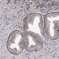Invitrogen FAM48A Polyclonal Antibody 100 &mu;L; Unconjugated:Antibodies,