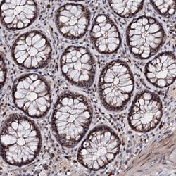 Invitrogen FAM48A Polyclonal Antibody 100 &mu;L; Unconjugated:Antibodies,