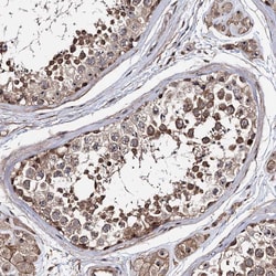 Invitrogen FAM48A Polyclonal Antibody 100 &mu;L; Unconjugated:Antibodies,