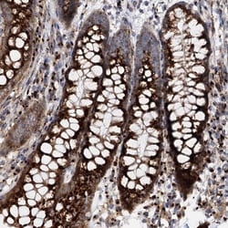 Invitrogen FAM48A Polyclonal Antibody 100 &mu;L; Unconjugated:Antibodies,