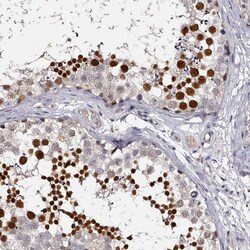 Invitrogen RBMXL2 Polyclonal Antibody 100 &mu;L; Unconjugated:Antibodies,