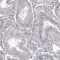 Invitrogen RBMXL2 Polyclonal Antibody 100 &mu;L; Unconjugated:Antibodies,