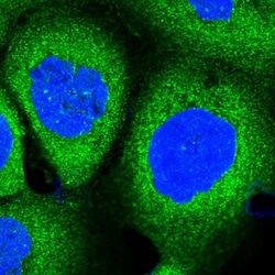 Invitrogen PACS1 Polyclonal Antibody 100 &mu;L; Unconjugated:Antibodies,