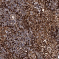 Invitrogen PACS1 Polyclonal Antibody 100 &mu;L; Unconjugated:Antibodies,