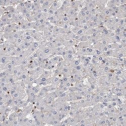 Invitrogen PACS1 Polyclonal Antibody 100 &mu;L; Unconjugated:Antibodies,