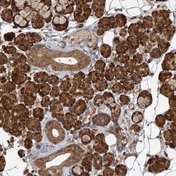 Invitrogen PACS1 Polyclonal Antibody 100 &mu;L; Unconjugated:Antibodies,