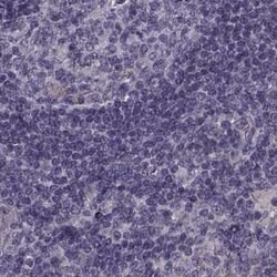 Invitrogen ODF3 Polyclonal Antibody 100 &mu;L; Unconjugated:Antikörper