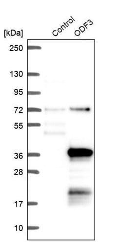Invitrogen ODF3 Polyclonal Antibody 100 &mu;L; Unconjugated:Antikörper
