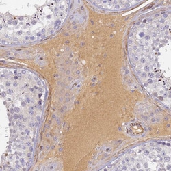 Invitrogen CFHR1 Polyclonal Antibody 100 &mu;L; Unconjugated:Antibodies,