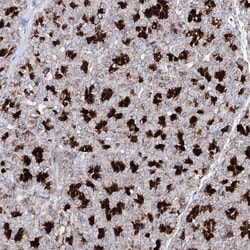 Invitrogen C11orf80 Polyclonal Antibody 100 &mu;L; Unconjugated:Antibodies,