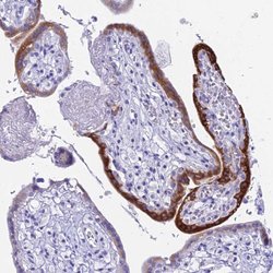 hCG beta Polyclonal Antibody, Invitrogen 100 &mu;L; Unconjugated:Antibodies,
