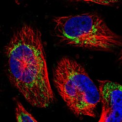 Invitrogen SLC37A4 Polyclonal Antibody 100 &mu;L; Unconjugated:Antibodies,