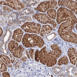 Invitrogen SLC37A4 Polyclonal Antibody 100 &mu;L; Unconjugated:Antibodies,