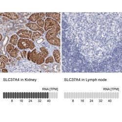 Invitrogen SLC37A4 Polyclonal Antibody 100 &mu;L; Unconjugated:Antibodies,