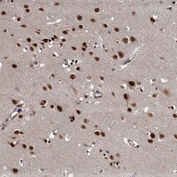 Invitrogen WBP4 Polyclonal Antibody 100 &mu;L; Unconjugated:Antibodies,