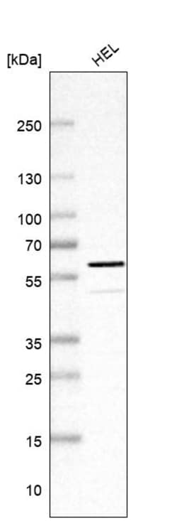 Invitrogen WBP4 Polyclonal Antibody 100 &mu;L; Unconjugated:Antibodies,