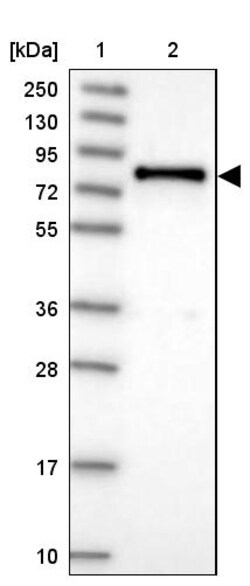 Invitrogen DEF6 Polyclonal Antibody 100 &mu;L | Buy Online | Invitrogen&trade; | Fisher Scientific
