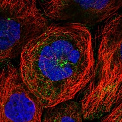 Invitrogen BRWD2 Polyclonal Antibody 100 &mu;L; Unconjugated:Antibodies,