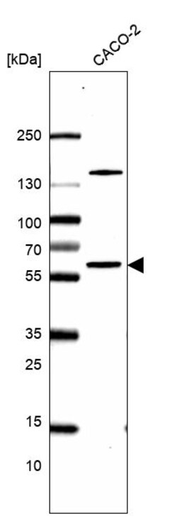Invitrogen CLPB Polyclonal Antibody 100 &mu;L; Unconjugated:Antibodies,
