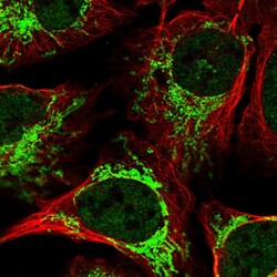 Invitrogen DYNC2H1 Polyclonal Antibody 100 &mu;L; Unconjugated:Antibodies,