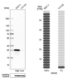 Invitrogen MMAB Polyclonal Antibody 100 &mu;L; Unconjugated:Antibodies,