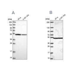 Invitrogen Importin 4 Polyclonal Antibody 100 &mu;L; Unconjugated:Antibodies,