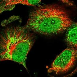 Invitrogen CHCHD1 Polyclonal Antibody 100 &mu;L; Unconjugated:Antibodies,