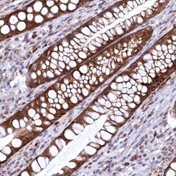 Invitrogen CHCHD1 Polyclonal Antibody 100 &mu;L; Unconjugated:Antibodies,