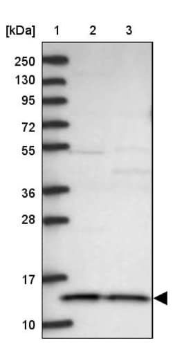Invitrogen CHCHD1 Polyclonal Antibody 100 &mu;L; Unconjugated:Antibodies,