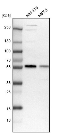 Invitrogen MCRS1 Polyclonal Antibody 100 &mu;L; Unconjugated:Antibodies,