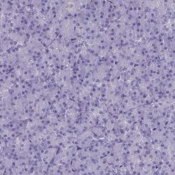 Invitrogen MAP6 Polyclonal Antibody 100 &mu;L; Unconjugated:Antibodies,