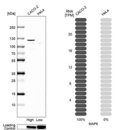 Invitrogen MAP6 Polyclonal Antibody 100 &mu;L; Unconjugated:Antibodies,