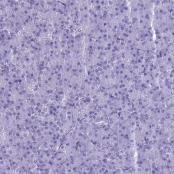 Invitrogen MAP6 Polyclonal Antibody 100 &mu;L | Buy Online | Invitrogen&trade; | Fisher Scientific