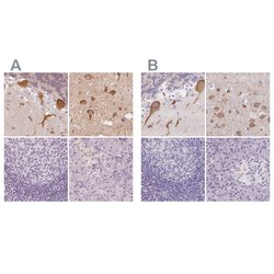 MAP1A Polyclonal Antibody, Invitrogen 100 &mu;L; Unconjugated:Antibodies,