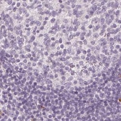 MAP1A Polyclonal Antibody, Invitrogen 100 &mu;L; Unconjugated:Antibodies,