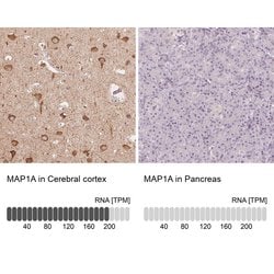 MAP1A Polyclonal Antibody, Invitrogen 100 &mu;L; Unconjugated:Antibodies,