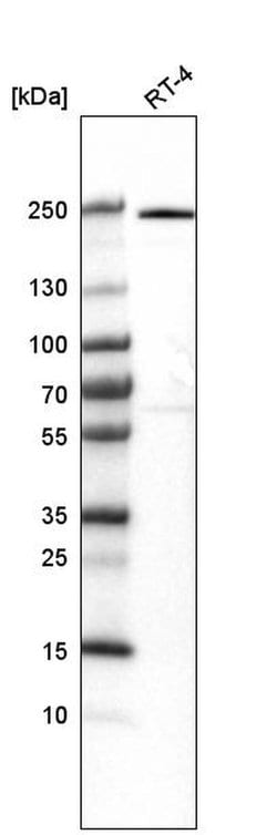 Invitrogen VWA8 Polyclonal Antibody 100 &mu;L; Unconjugated:Antibodies,