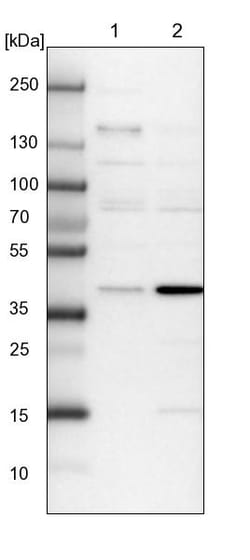 Invitrogen&trade;&nbsp;FAXC Polyclonal Antibody