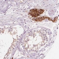 Invitrogen C1orf167 Polyclonal Antibody 100 &mu;L; Unconjugated:Antibodies,
