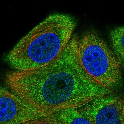 Invitrogen HSPA4L Polyclonal Antibody 100 &mu;L; Unconjugated:Antibodies,