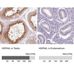Invitrogen HSPA4L Polyclonal Antibody 100 &mu;L; Unconjugated:Antibodies,