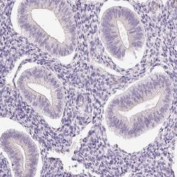 Invitrogen HSPA4L Polyclonal Antibody 100 &mu;L; Unconjugated:Antibodies,