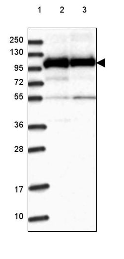 Invitrogen HSPA4L Polyclonal Antibody 100 &mu;L; Unconjugated:Antibodies,