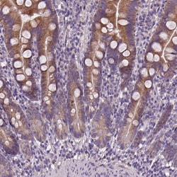 Invitrogen DQX1 Polyclonal Antibody 100 &mu;L; Unconjugated:Antibodies,