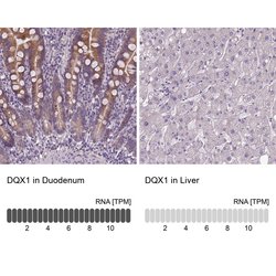 Invitrogen DQX1 Polyclonal Antibody 100 &mu;L; Unconjugated:Antibodies,