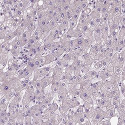 Invitrogen DQX1 Polyclonal Antibody 100 &mu;L; Unconjugated:Antibodies,